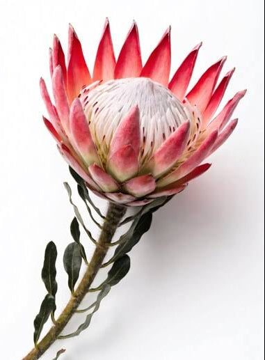 Protea