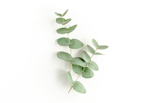 Eucalyptus