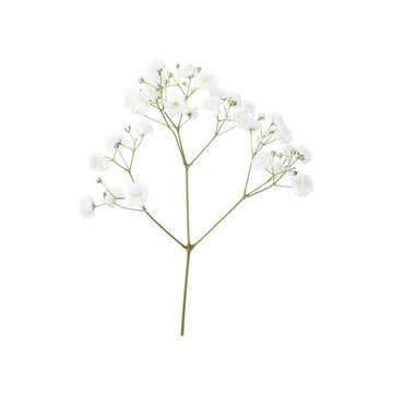 Baby Breath