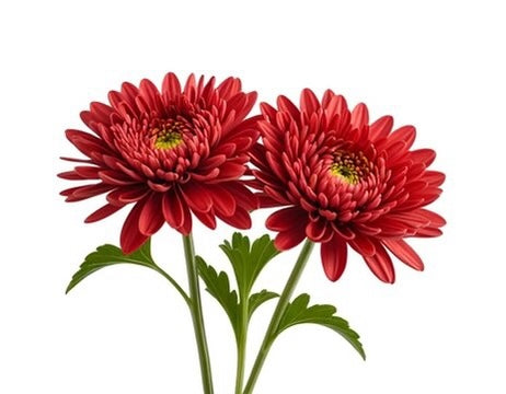 Chrysanthemum