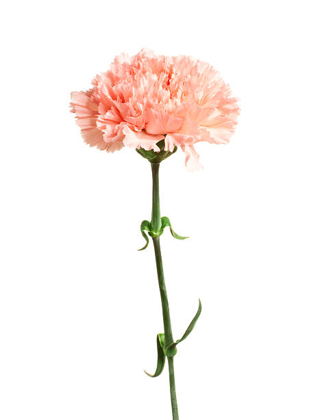 Carnations