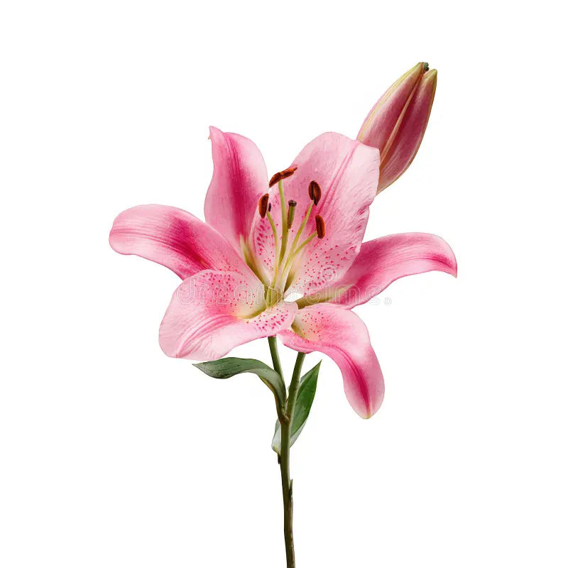 Lillies