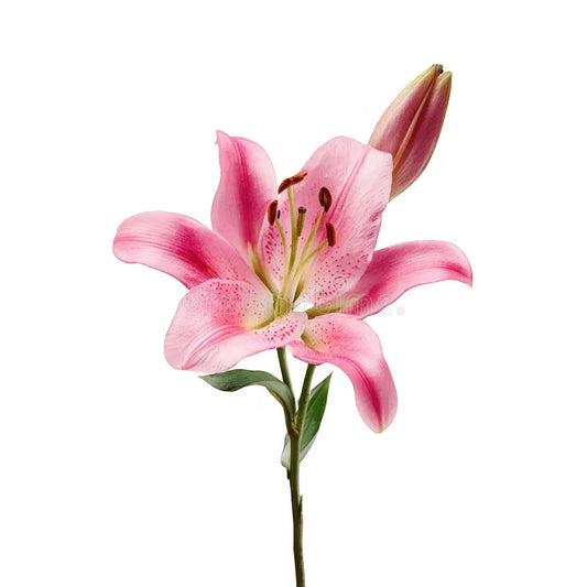 Lillies